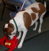 Hero the Beagle