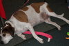 Hero the Beagle