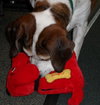 Hero the Beagle
