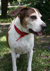 Hero the Beagle