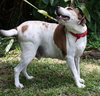 Hero the Beagle