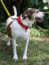 Hero the Beagle