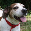 Hero the Beagle