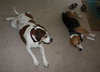 Hero the Beagle