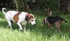 Hero the Beagle