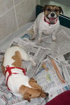 Rilie the Jack Russell (Video)