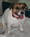 Rilie the Jack Russell (Video)