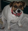 Rilie the Jack Russell (Video)