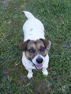 Rilie the Jack Russell (Video)