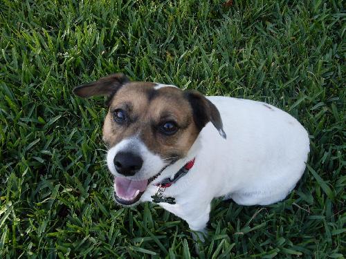 Rilie the Jack Russell (Video)