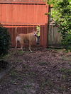 Ralphie the Boxer Puppy