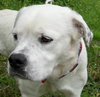 Martin the American Bulldog