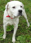 Martin the American Bulldog