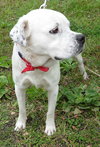 Martin the American Bulldog