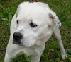 Martin the American Bulldog