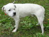 Martin the American Bulldog