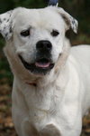Martin the American Bulldog