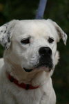 Martin the American Bulldog