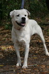Martin the American Bulldog