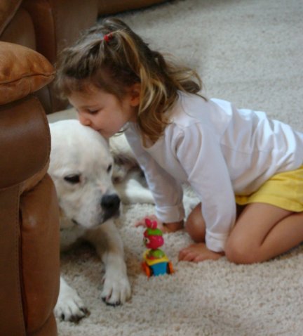 Martin the American Bulldog