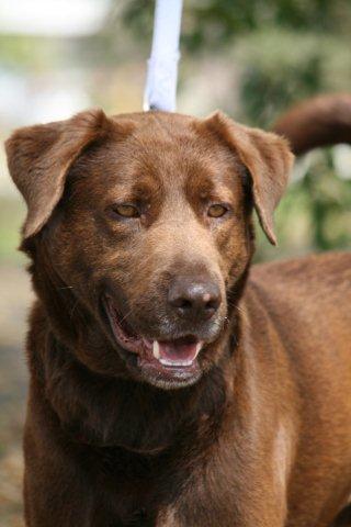 Carter the Chocolate Lab
