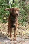 Carter the Chocolate Lab
