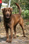 Carter the Chocolate Lab