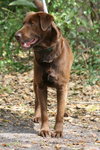 Carter the Chocolate Lab