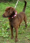 Carter the Chocolate Lab