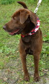 Carter the Chocolate Lab