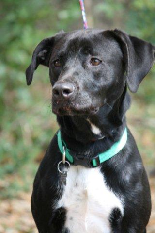 Envy the Catahoula