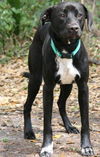 Envy the Catahoula