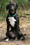 Envy the Catahoula