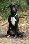 Envy the Catahoula