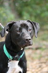 Envy the Catahoula