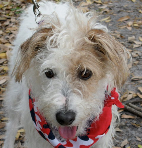 Maddison the Jack Russell