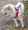 Maddison the Jack Russell