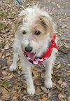 Maddison the Jack Russell