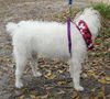 Maddison the Jack Russell