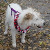 Maddison the Jack Russell