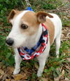 Maitland the Jack Russell