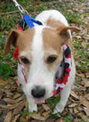 Maitland the Jack Russell