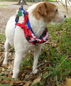 Maitland the Jack Russell
