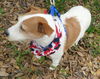 Maitland the Jack Russell