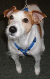 Maitland the Jack Russell