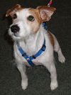 Maitland the Jack Russell