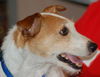 Maitland the Jack Russell