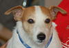 Maitland the Jack Russell
