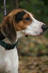 Donnell the Hound