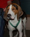 Donnell the Hound